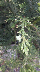 Thujopsis dolabrata