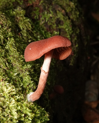 Tubaria rufofulva