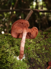 Tubaria rufofulva
