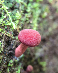 Tubaria rufofulva