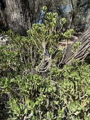 Sedum praealtum