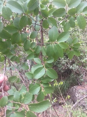 Bridelia leichhardtii
