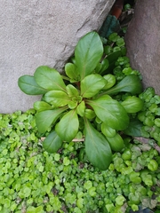 Lysimachia mauritiana