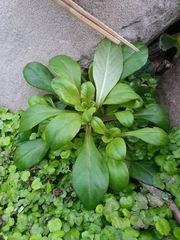 Lysimachia mauritiana