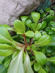 Lysimachia mauritiana