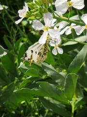 Anthocharis scolymus