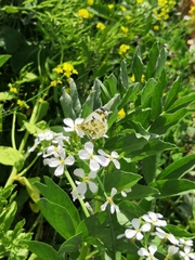 Anthocharis scolymus