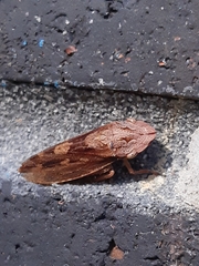 Ledromorpha