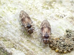 Peripsocus