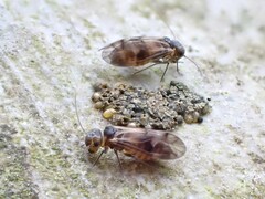 Peripsocus
