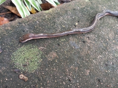 Lycodonomorphus rufulus