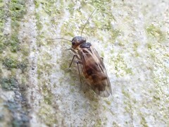 Peripsocus