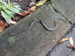 Lycodonomorphus rufulus