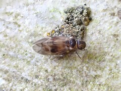 Peripsocus