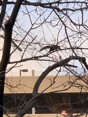 Sciurus carolinensis