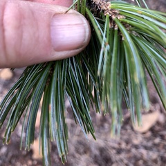 Pinus cembroides