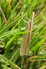 Orocrambus angustipennis