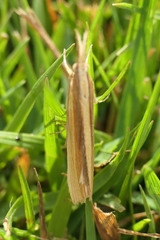 Orocrambus angustipennis