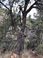 Pinus cembroides
