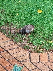 Pternistis natalensis