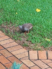 Pternistis natalensis