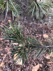 Pinus cembroides