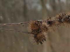 Arctium nemorosum
