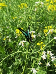Graphium sarpedon