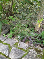 Andrographis paniculata