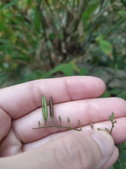 Andrographis paniculata