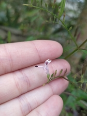 Andrographis paniculata