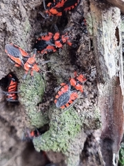 Tegea atropicta