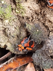 Tegea atropicta