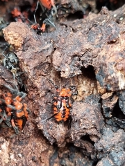 Tegea atropicta