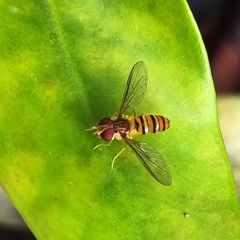 Episyrphus