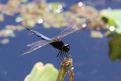 Crocothemis nigrifrons
