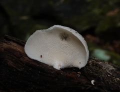 Gloeoporus phlebophorus