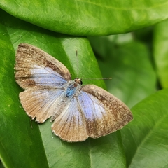 Virachola kessuma