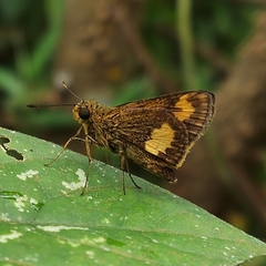 Oriens paragola