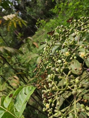 Oriens paragola