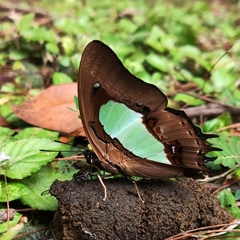Polyura hebe