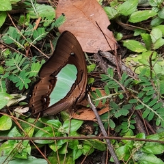 Polyura hebe