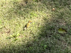 Abroscopus albogularis