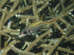 Neoniphon sammara