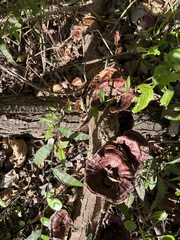 Microporus xanthopus