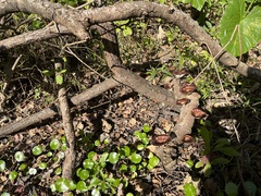 Microporus xanthopus