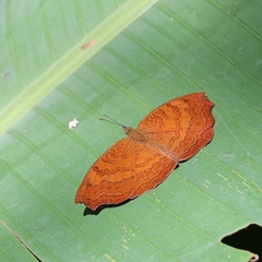Ariadne isaeus