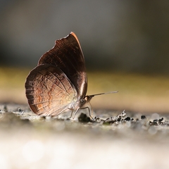 Ariadne isaeus