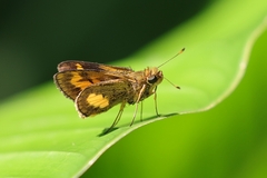 Oriens paragola