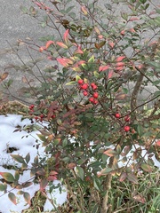 Nandina domestica